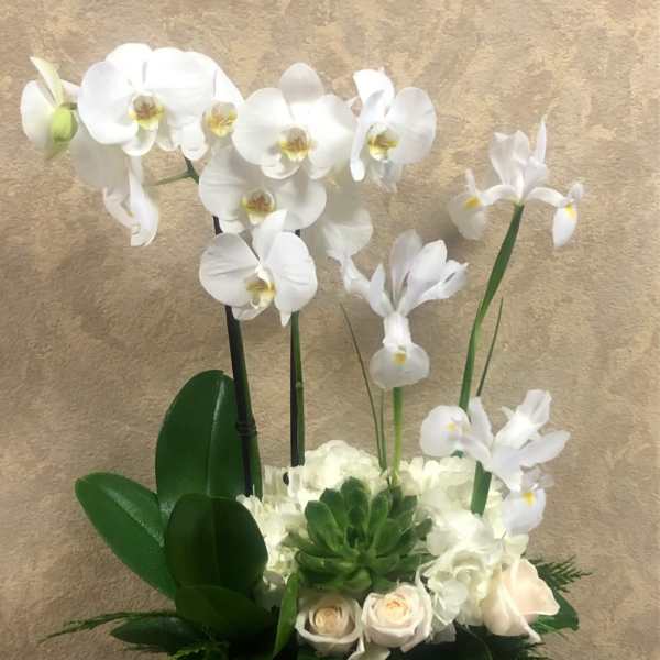 White orchids and pale roses arranged in a dark square container