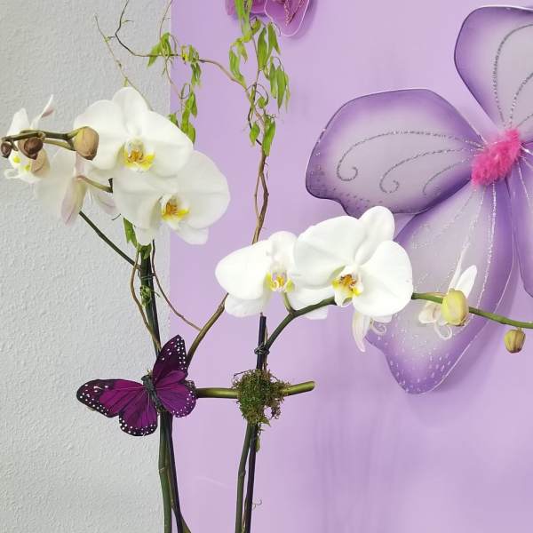 Orchid Plant Double Stems 0084