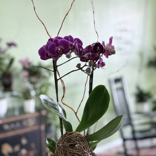 Purple orchid plant in a black striped pot with a decorative twig sphere