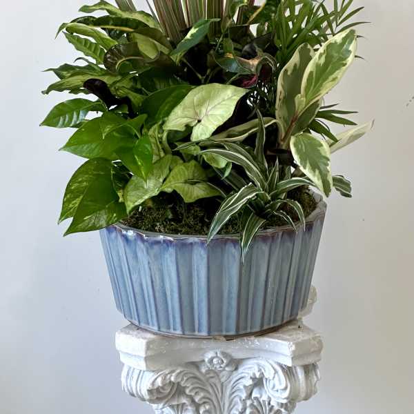 Mixed potted plant arrangement in a blue ceramic planter