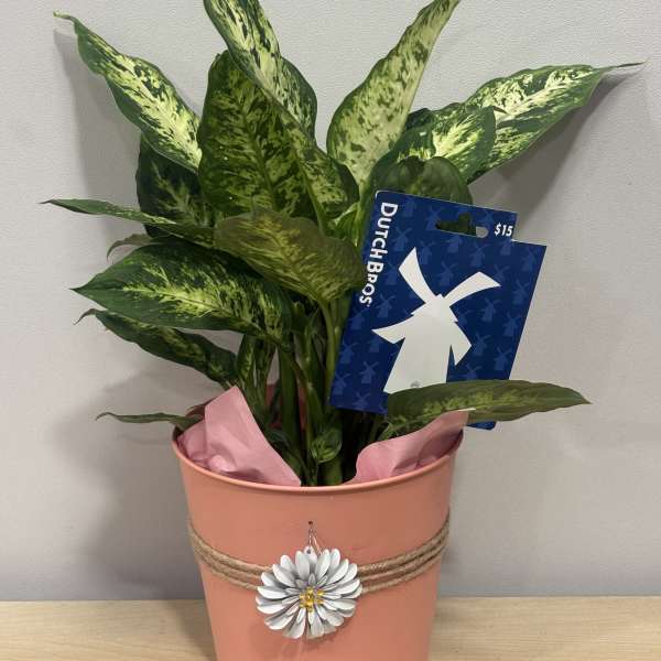 Potted variegated houseplant in a pink metal container with a decorative flower charm
