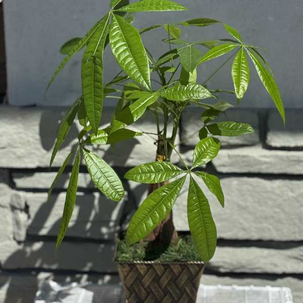 Potted money tree plant in a woven square planter