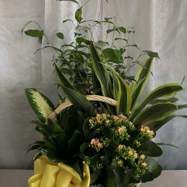 Basket arrangement with green plants, peach flowers, and a yellow ribbon
