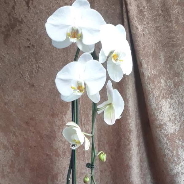 White orchid plant in a square white pot