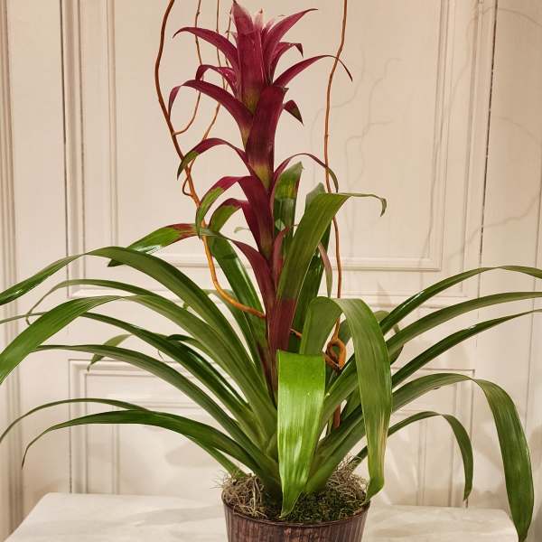 Potted bromeliad plant with burgundy center and long green leaves