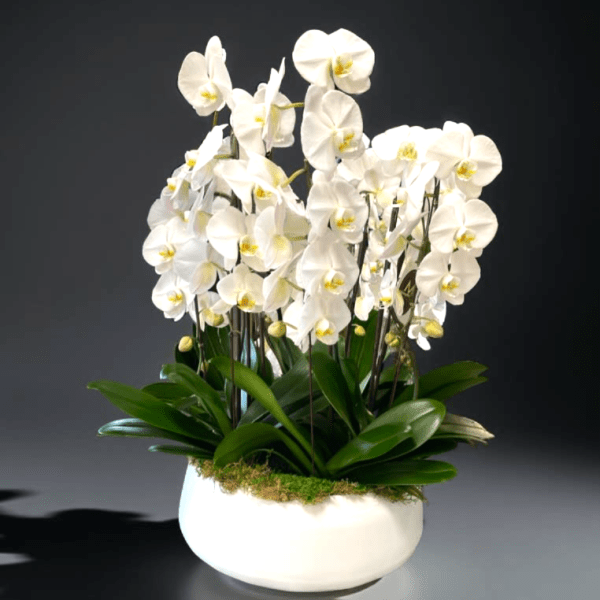 White orchids in a white ceramic pot