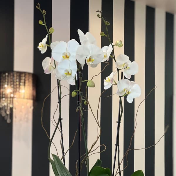 White orchids arranged in a gray bowl planter with succulents