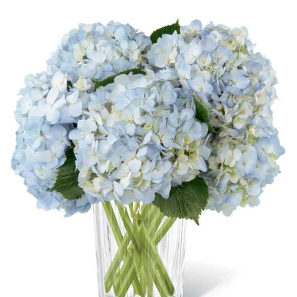 Blue hydrangea bouquet in a clear glass vase