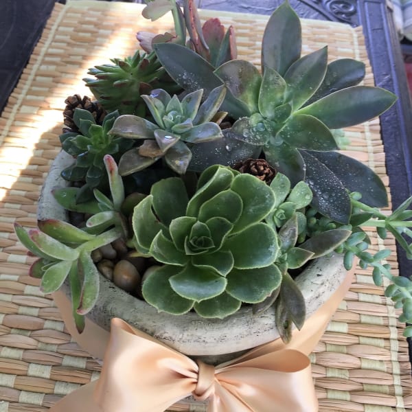 Succulent arrangement in a round concrete pot with a satin bow