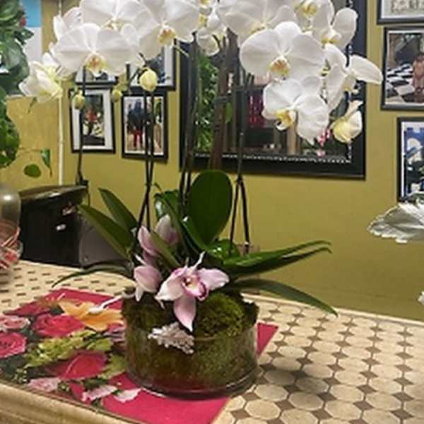 White orchid arrangement in a moss-covered bowl with pink blooms