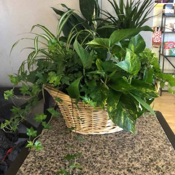 Basket of assorted green houseplants on a table