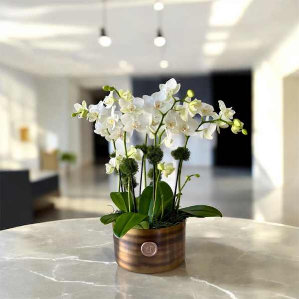 White orchids arranged in a round wooden container