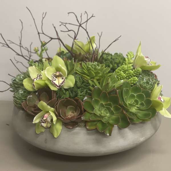 Low succulent and green orchid arrangement in a round gray bowl