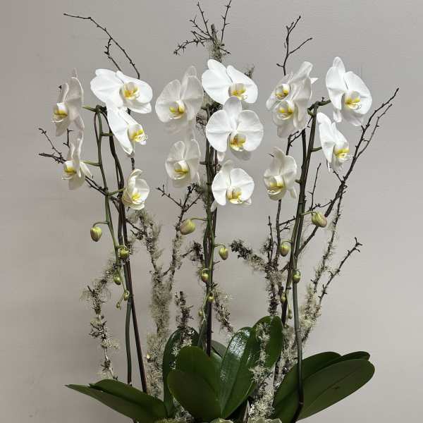 Classic Orchid Beauty