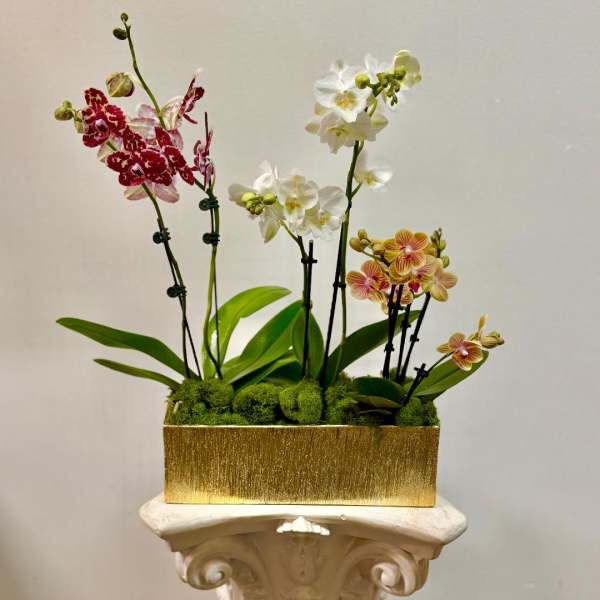 Fantasy Orchids
