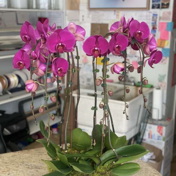 Two magenta orchid plants in a white bowl planter
