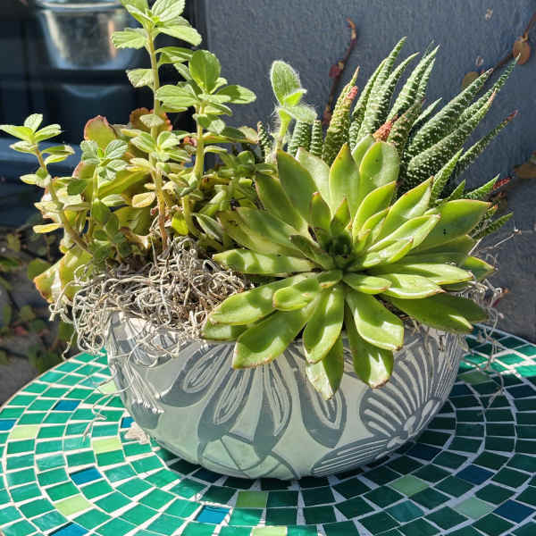 Succulent planter in a patterned ceramic bowl