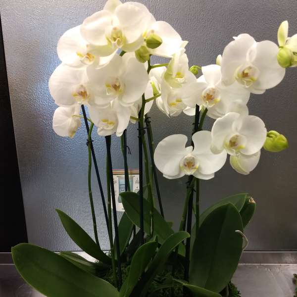 White orchids in a rectangular planter with broad green leaves