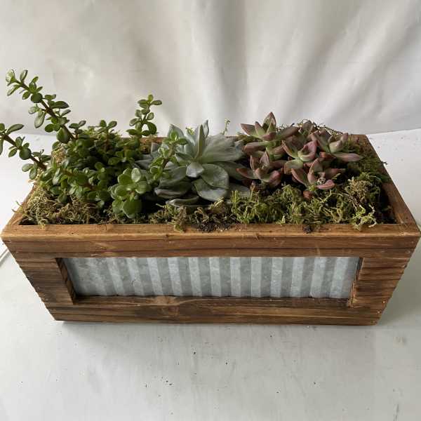 Filled With Love Succulents