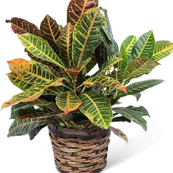 Potted croton plant with multicolored leaves in a woven basket