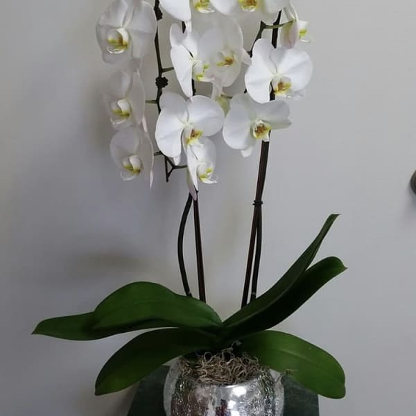 White orchid plant in a silver pot