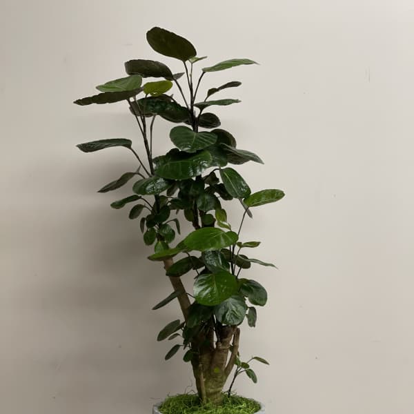 Tall leafy indoor plant in a gray textured pot with moss at the base