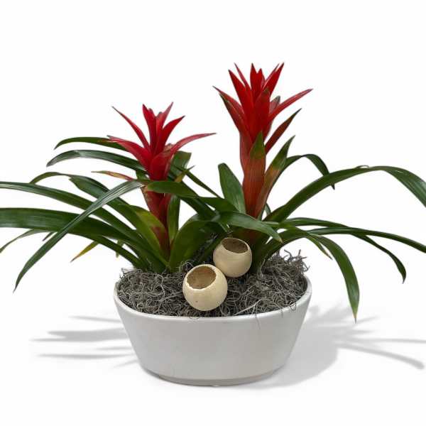 Potted bromeliad plant with red flower spikes in a white bowl planter