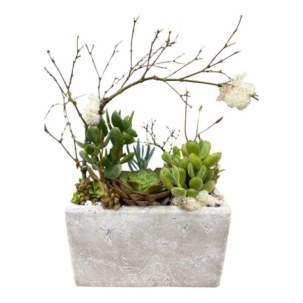 Succulent Shelter Planter