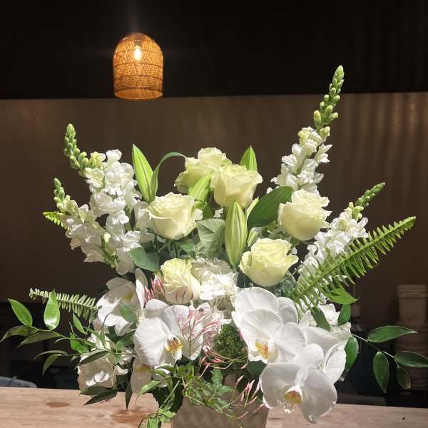 White Orchid Dreams