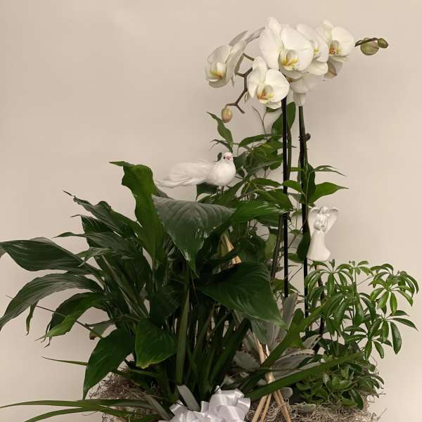 White orchid plant arrangement in a wicker basket with a ribbon