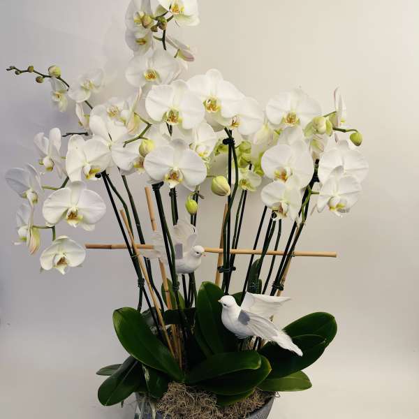 White orchids arranged in a dark bowl with decorative white birds