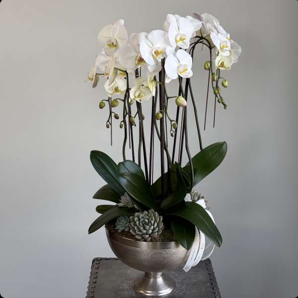 White orchids in a silver pedestal bowl with succulents