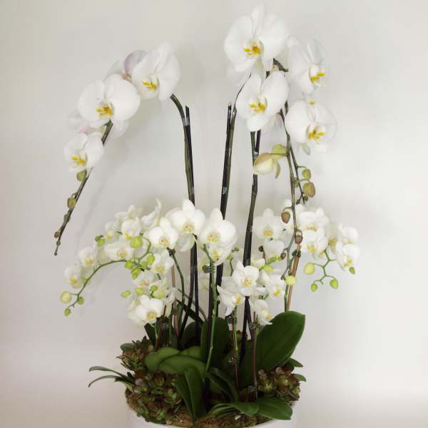 White orchid arrangement in a round white planter