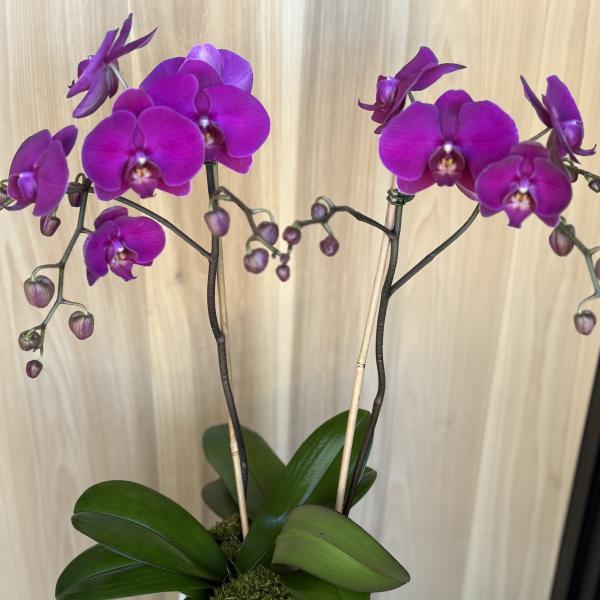 Purple orchid plant in a white textured pot