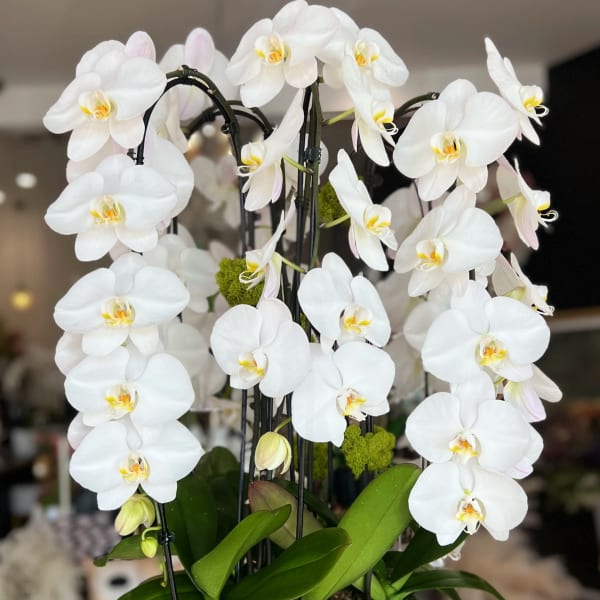 White orchids arranged in a white bowl planter