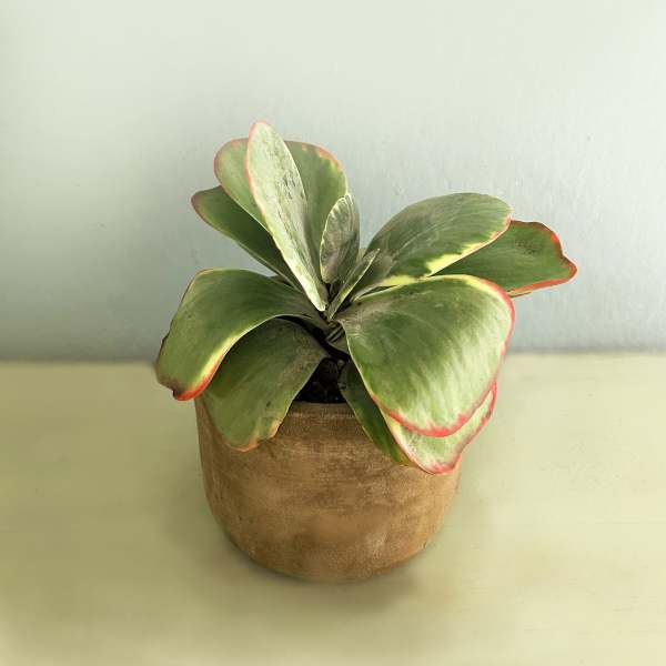 Potted succulent with broad green leaves edged in red