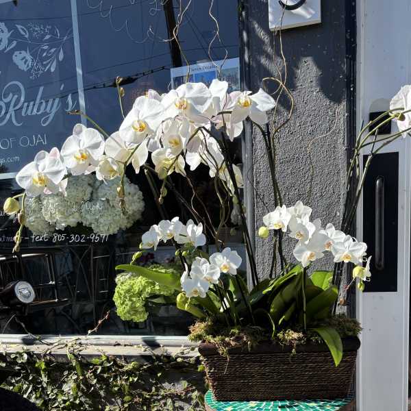 White orchids arranged in a rectangular basket planter