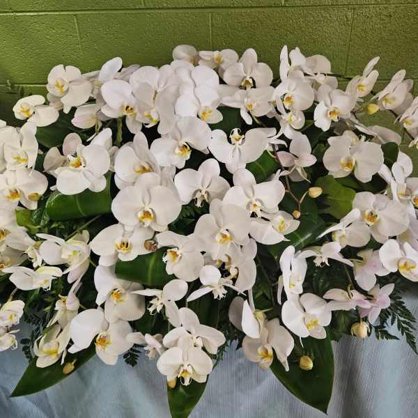 White orchid arrangement with broad green leaves