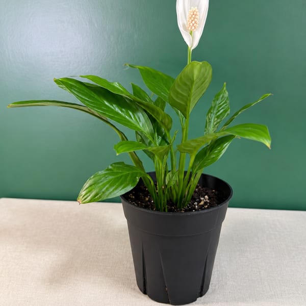 Potted peace lily plant with a white bloom in a black nursery pot