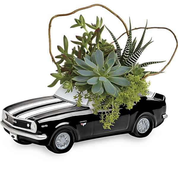 Succulent arrangement in a black car-shaped planter