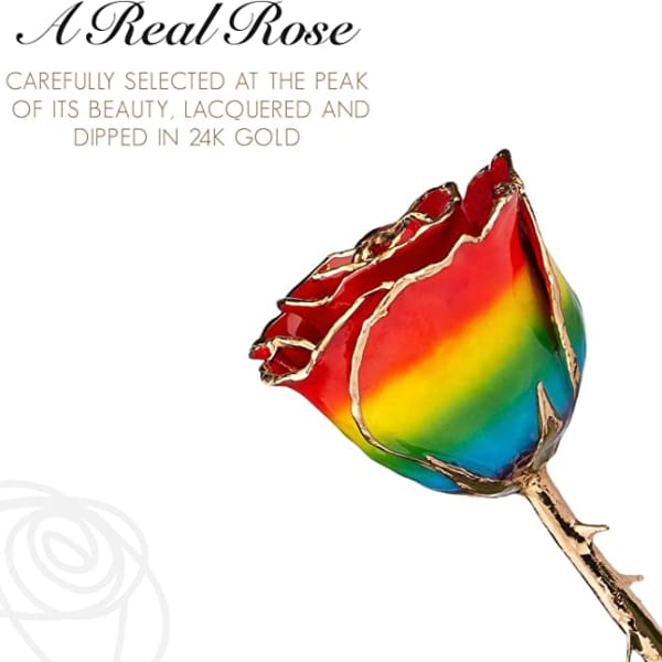 Rainbow-colored rose with gold edges on a white background