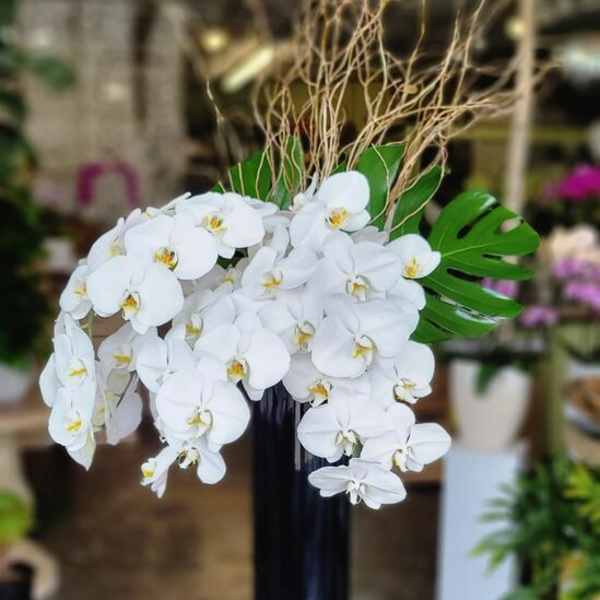 White orchid arrangement in a tall black vase with tropical leaves