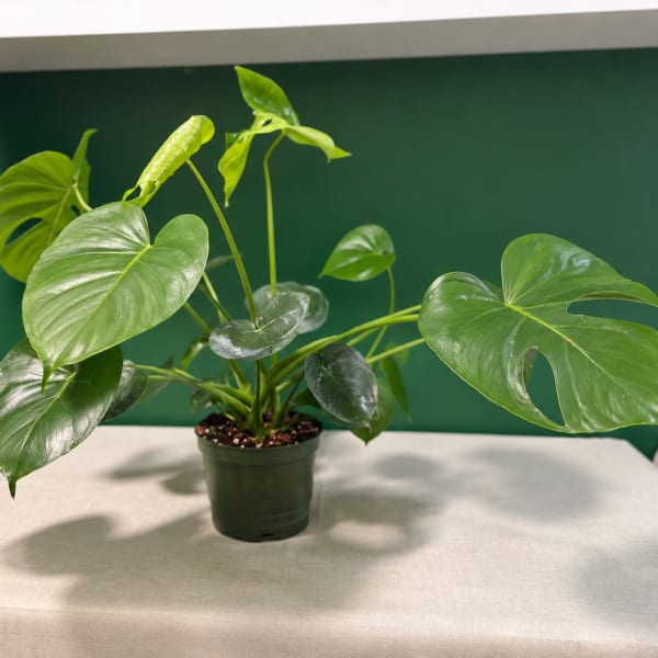 Monstera Deliciosa
