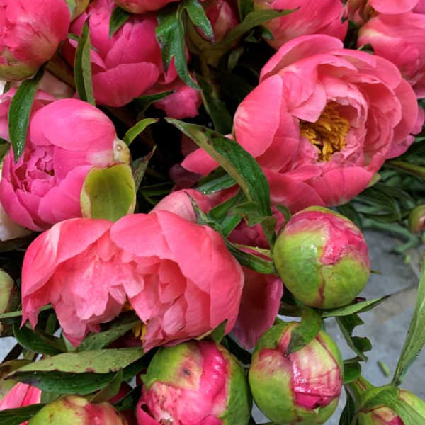 Close-up of bright pink peony blooms with green buds