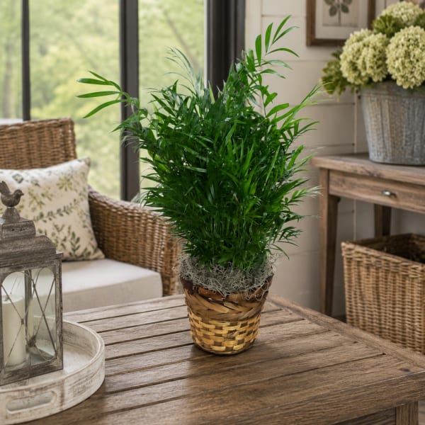 Potted green plant in a woven basket on a wooden table