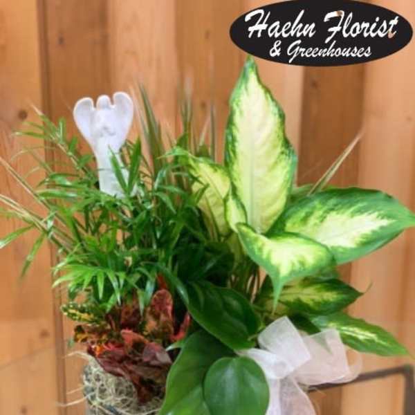Potted green plant arrangement in a glass bowl with a white ribbon