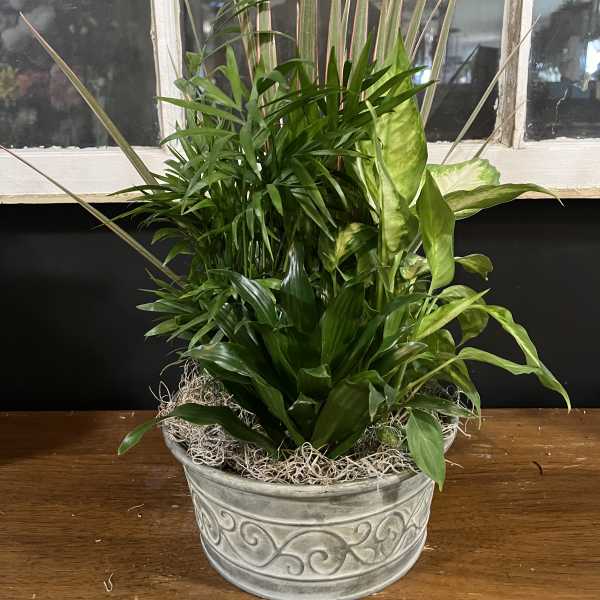 Mixed green houseplants arranged in a decorative metal planter
