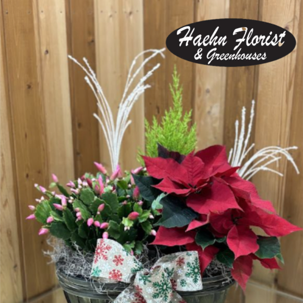Poinsettia and pink bud plant arrangement in a basket with a holiday ribbon
