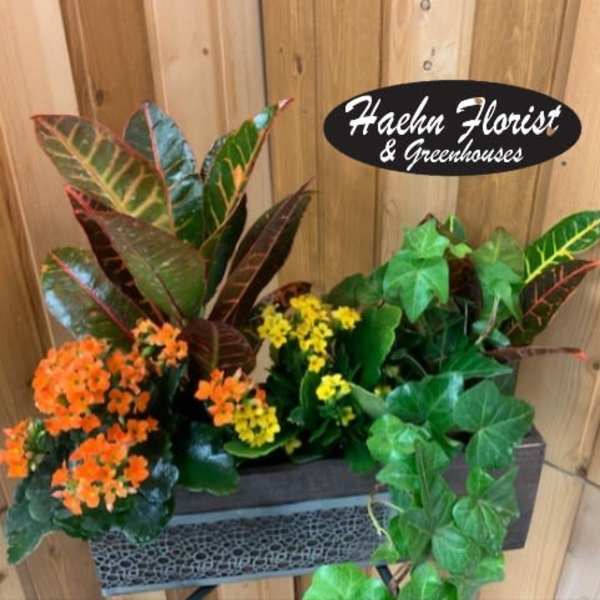Potted croton and flowering kalanchoe plants in a rectangular planter