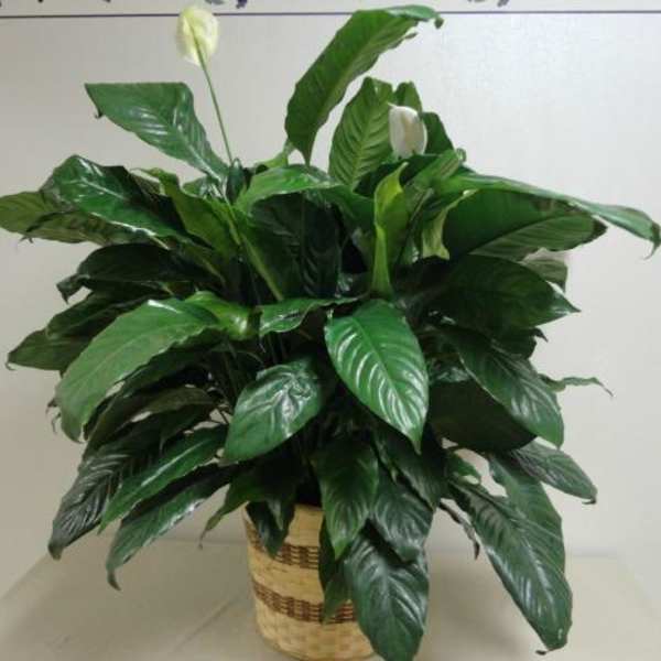 Potted peace lily with white blooms in a woven basket